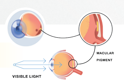 Macuhealth macular pigment example