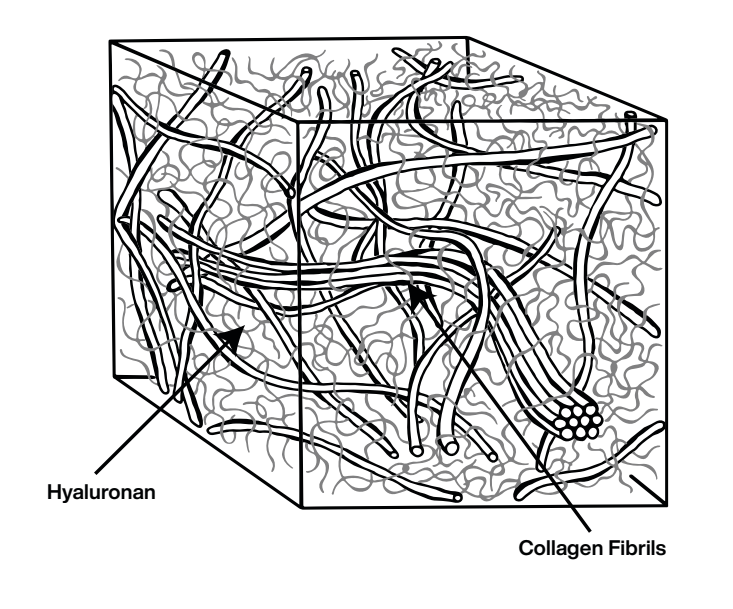 the vitreous